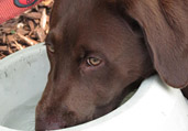 Dog Training & Obedience Classes