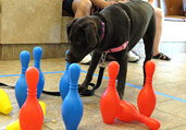 Dog Training & Obedience Classes