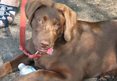 Dog Training & Obedience Classes