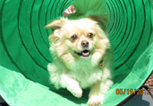Dog Training & Obedience Classes