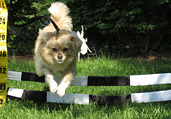 Dog Training & Obedience Classes