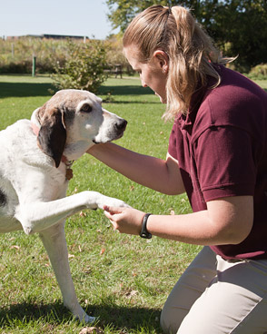 Certified Dog Trainer Megan Frantik